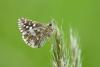 Pyrgus malvoides